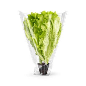 lettuce sleeve